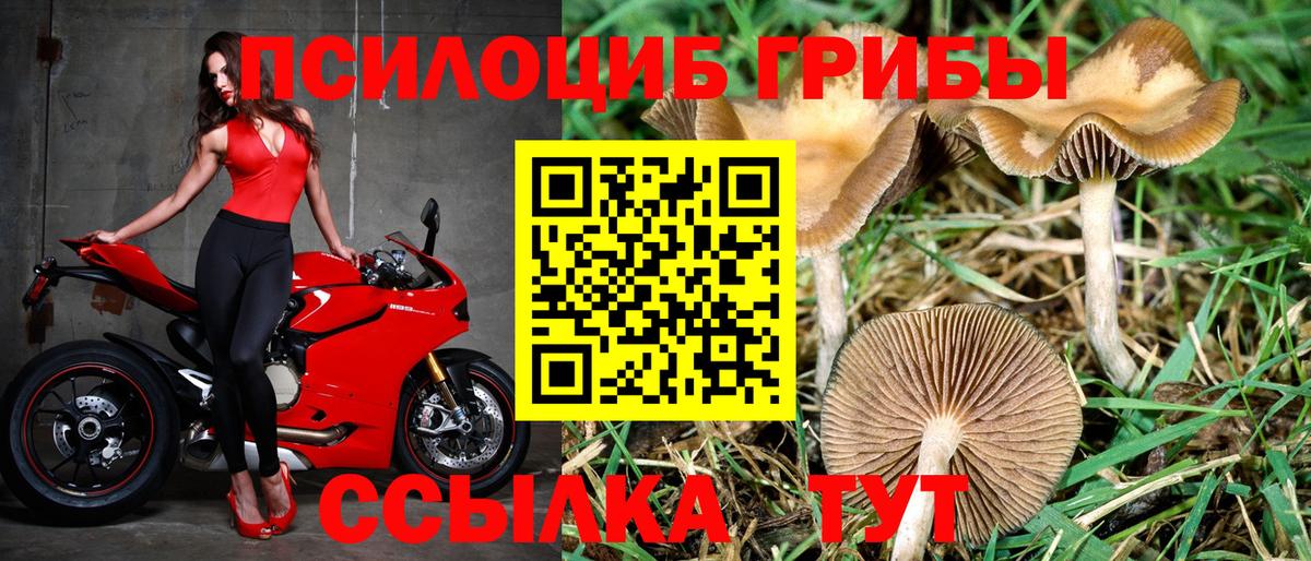 Псилоцибиновые грибы Psilocybine cubensis Новороссийск